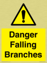 danger-falling-branches~